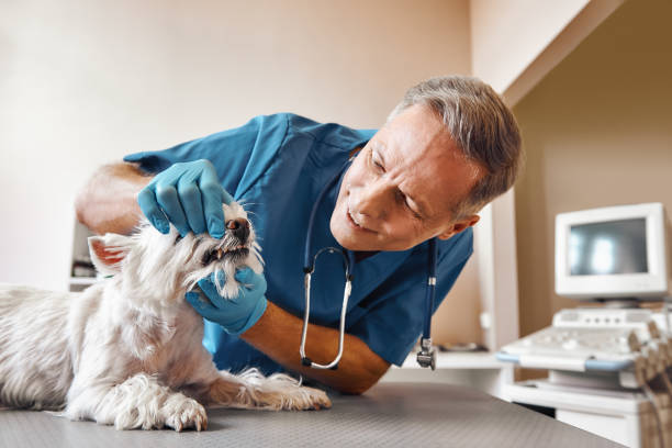Best After-Hours Dental Care in Hickory Creek, TX